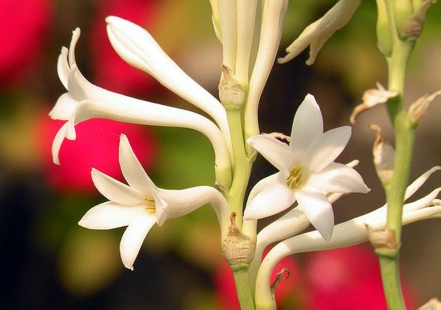 Sampangi Flower Wikipedia In Telugu | Best Flower Site