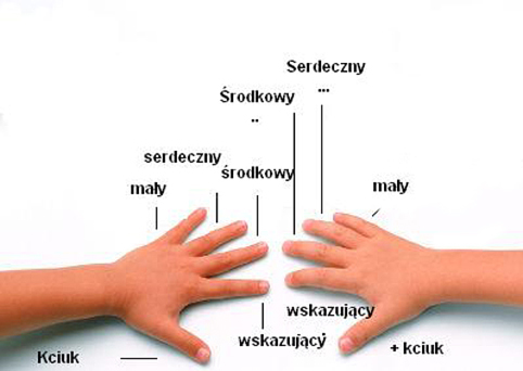 Długość palców świadczy o długości PENISA