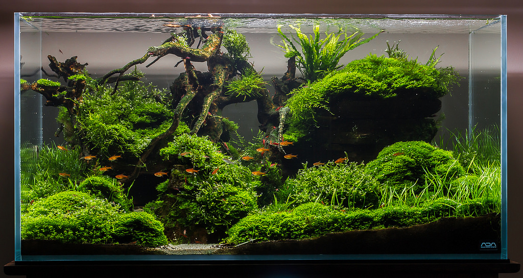 Qoeple Bicara Filter Aquarium Yang Bagus Untuk Aquascape Ikan Hias