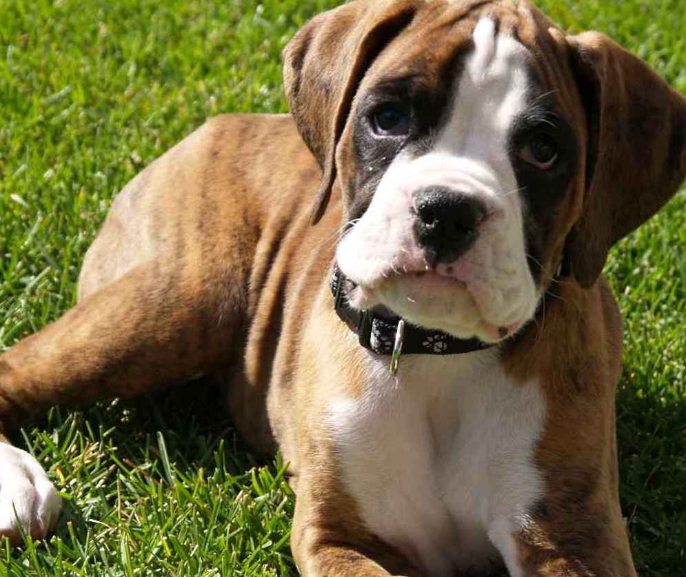 Boxer Puppy Pictures and Information | Puppy Pictures and Information