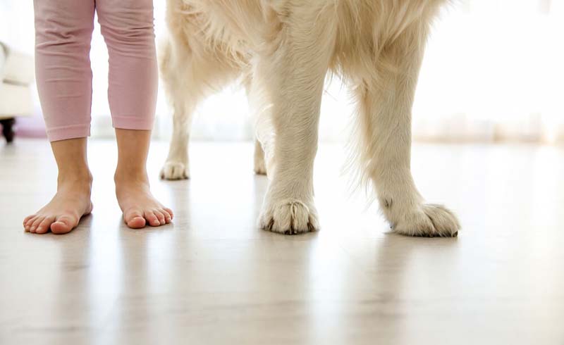 Feet and paws on floor