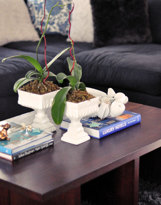 how to replant and regrow orchids