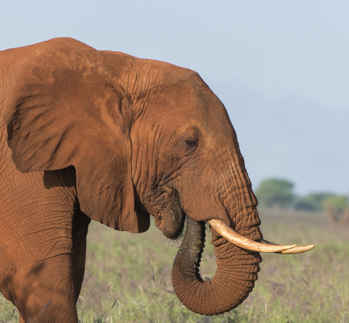 Elefanten, Elephants, kenya, kenia, Lumo, Tsavo, Safari