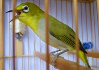 Perawatan Burung Pleci - Manfaat Setingan Burung Pleci Dengan Probiotik