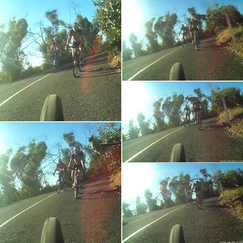 CANGURU SALTA E ATINGE CICLISTA EM ESTRADA