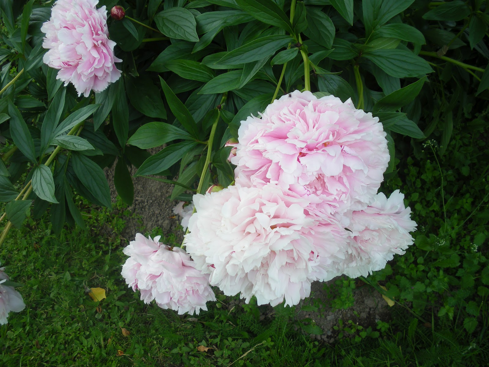 Ulldockan: Pioner, pioner.