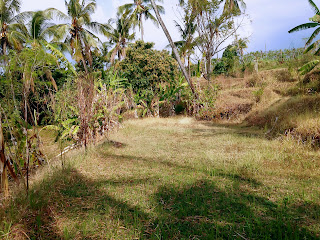 The Scenery In The Dry Plant Fields At Banjar Kuwum, Ringdikit, North Bali, Indonesia