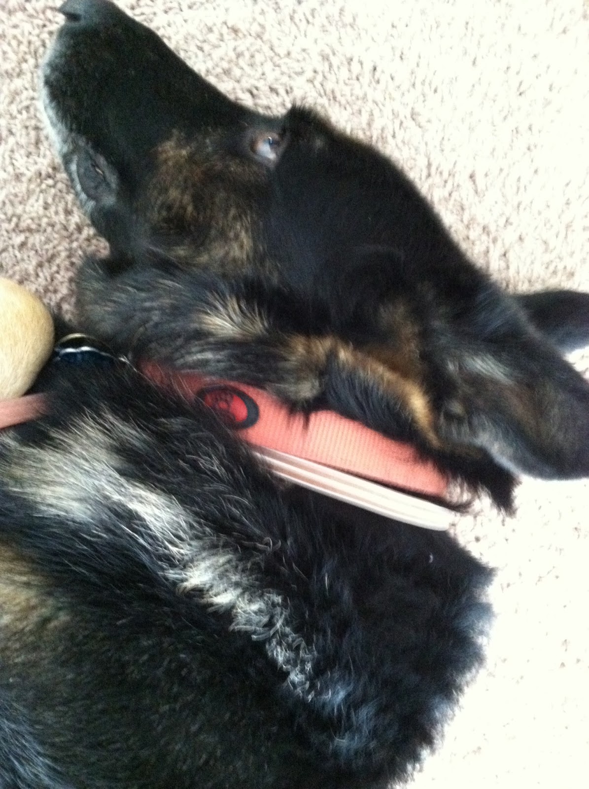 Living with a German Shepherd