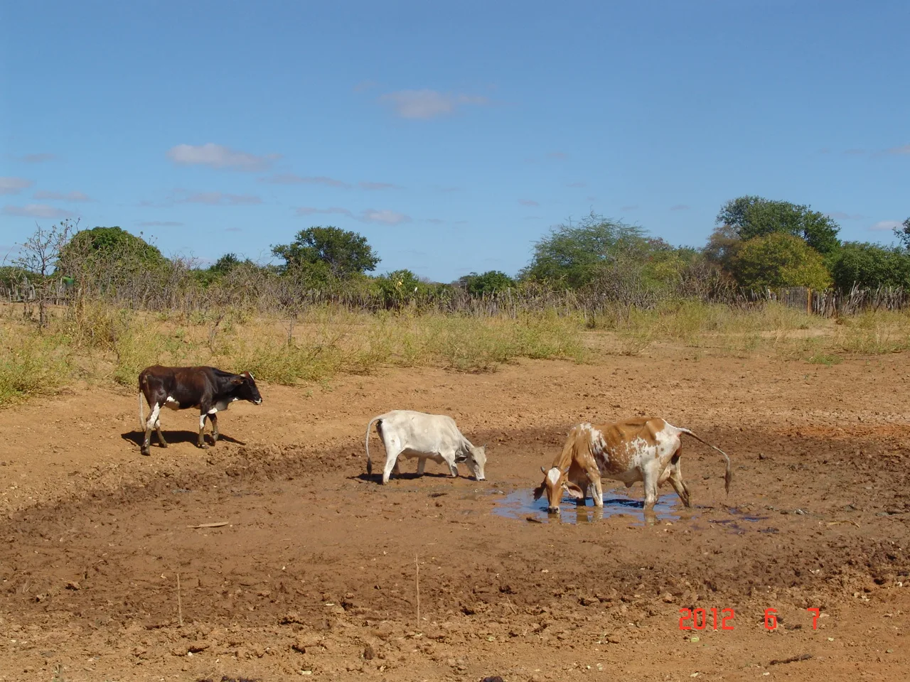 Fatos e Fotos da Caatinga: A água barrenta dos barreiros