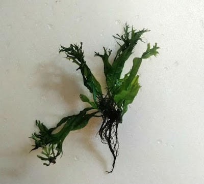 活着してないミクロソリウム・ウェンディロブ