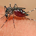 Berikut Ini Gejala dan Penanganan Penyakit Zika