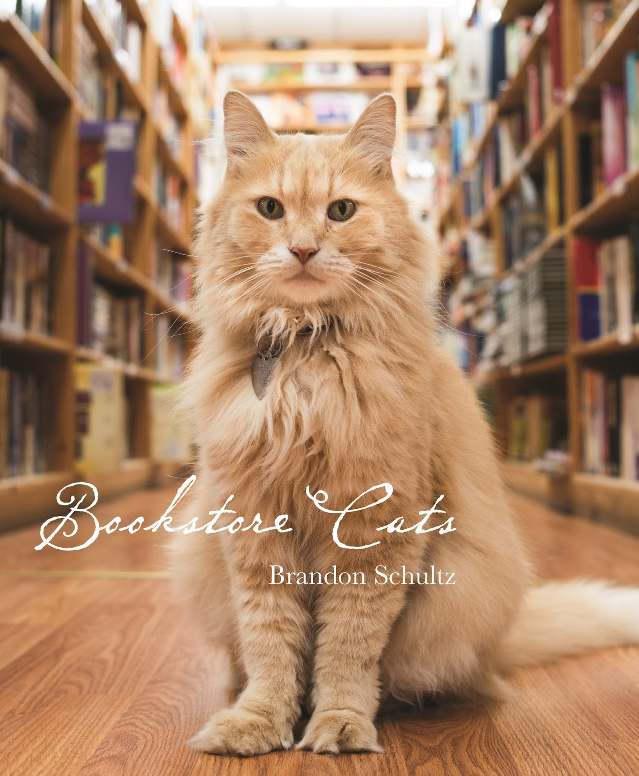 Cat and DOG Chat With Caren Winner! Bookstore Cats by Brandon Schultz