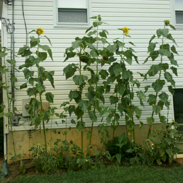 My Sunflowers Are Drooping