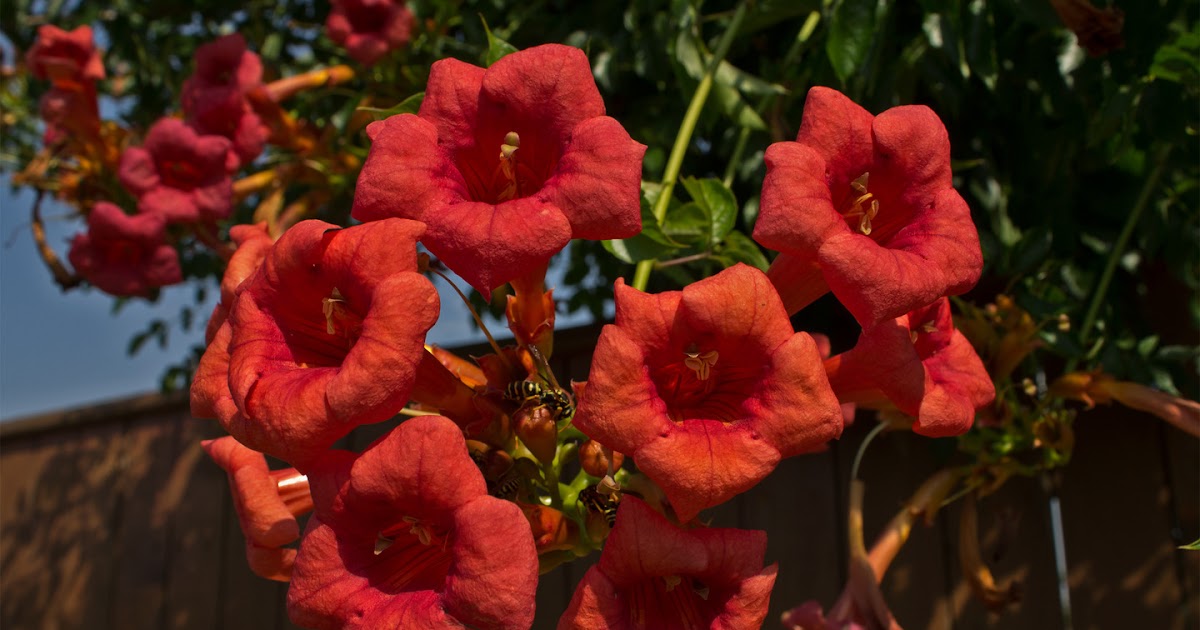 THE TRUMPET VINE Campsis species and hybrids The Garden of Eaden
