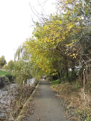 Walk the River Dodder in Dublin - footpath