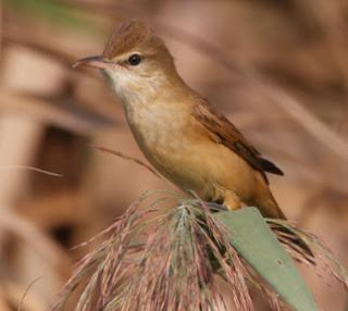 Burung Cikrok (kerakbasi) Yang Terdapat di Indonesia Burung Cikrok (kerakbasi) Yang Terdapat di Indonesia