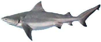 Tubarão-Cabeça-chata Tubarão-Cabeça-chata (Carcharhinus leucas)