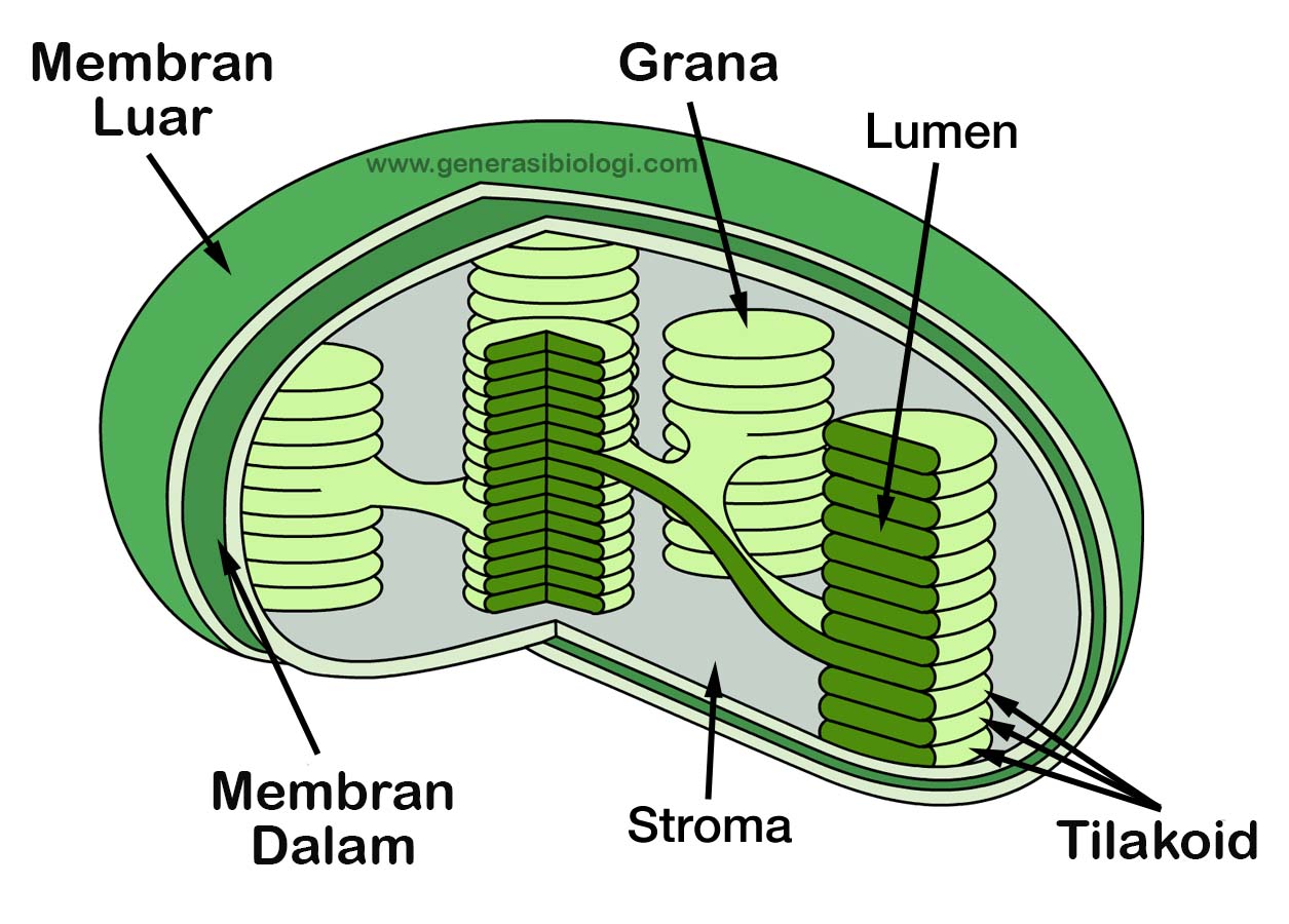 10 Struktur dan  Fungsi Organel  organel  Sel  TERLENGKAP 