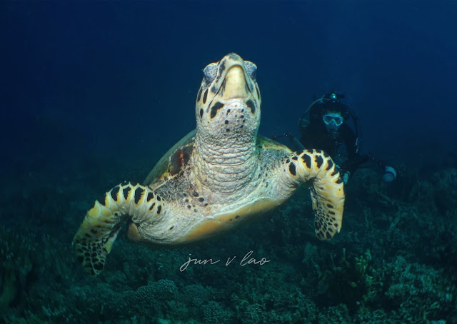Scuba Diving, Underwater Photography, Anilao, Jun V lao