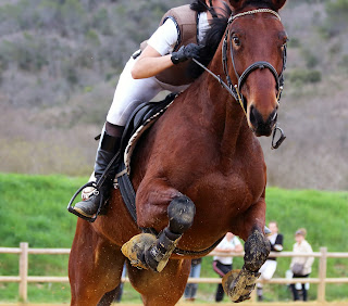 Cold hosing a horses legs Dark bay Horse With a riding show jumping