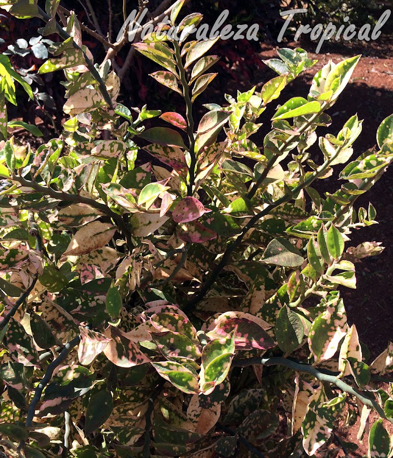 Variedad variegada de la planta suculenta Relámpago, Euphorbia tithymaloides