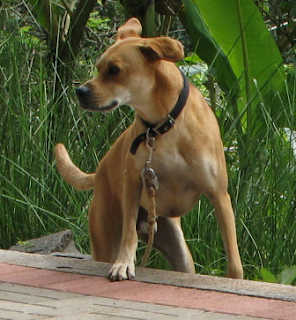 Costa Rica Dog