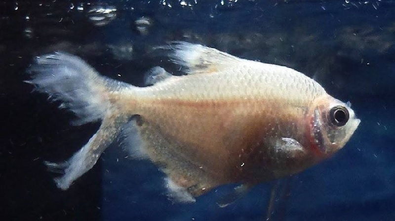 30+ Gambar Ikan Hias Beserta Ciri Cirinya, Spesial!