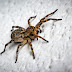 Spider poison is medicine?