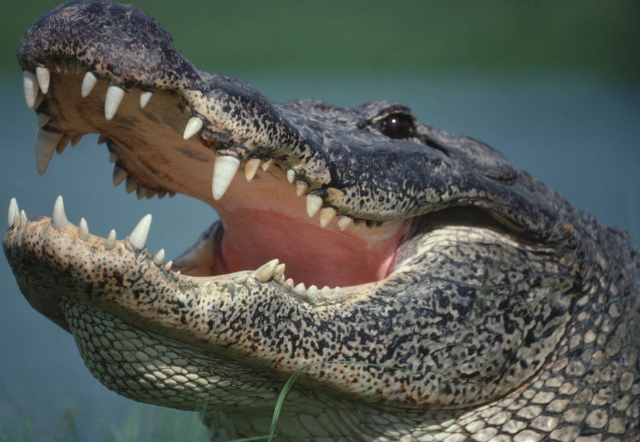 Alligator Eats Baby Boy At Disney World Resort In Orlando Florida