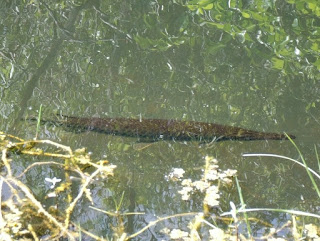 Garfish Garfish