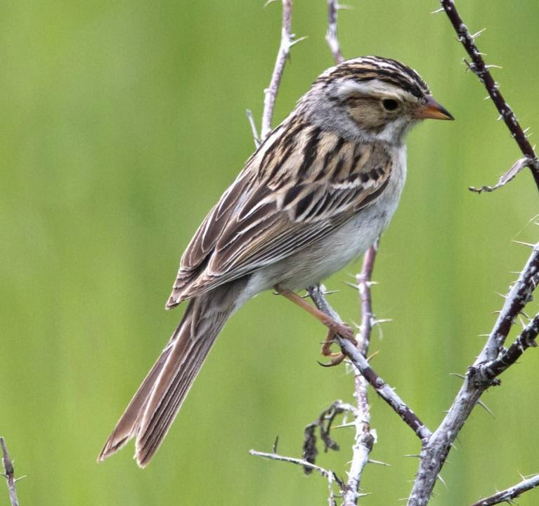 american Sparrow