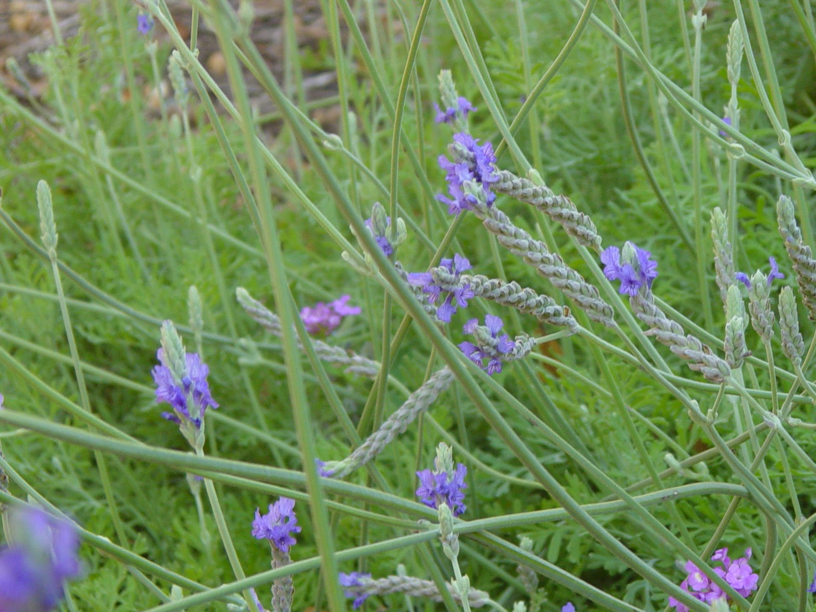 Garden Ally The Sweet Smell of Lavender