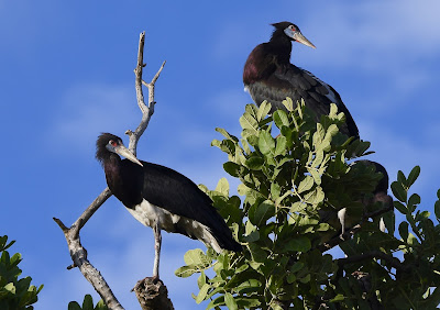 Abdim's Stork, Ciconia abdimii