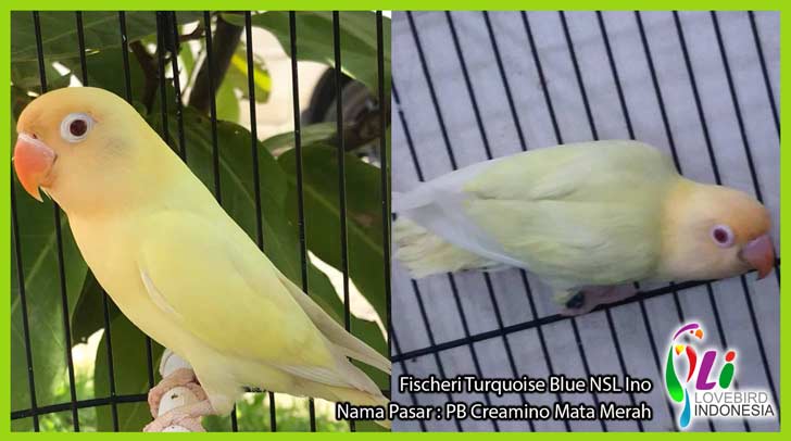 Lovebird Parblue Fc Turquoise Blue Jenis Gambar Parblue