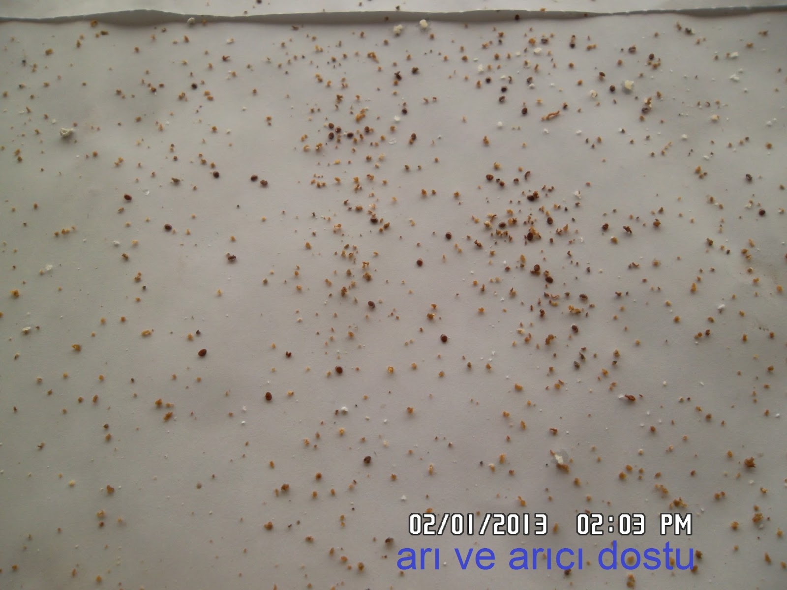 ARI VE ARICI DOSTU: Ocak 2013