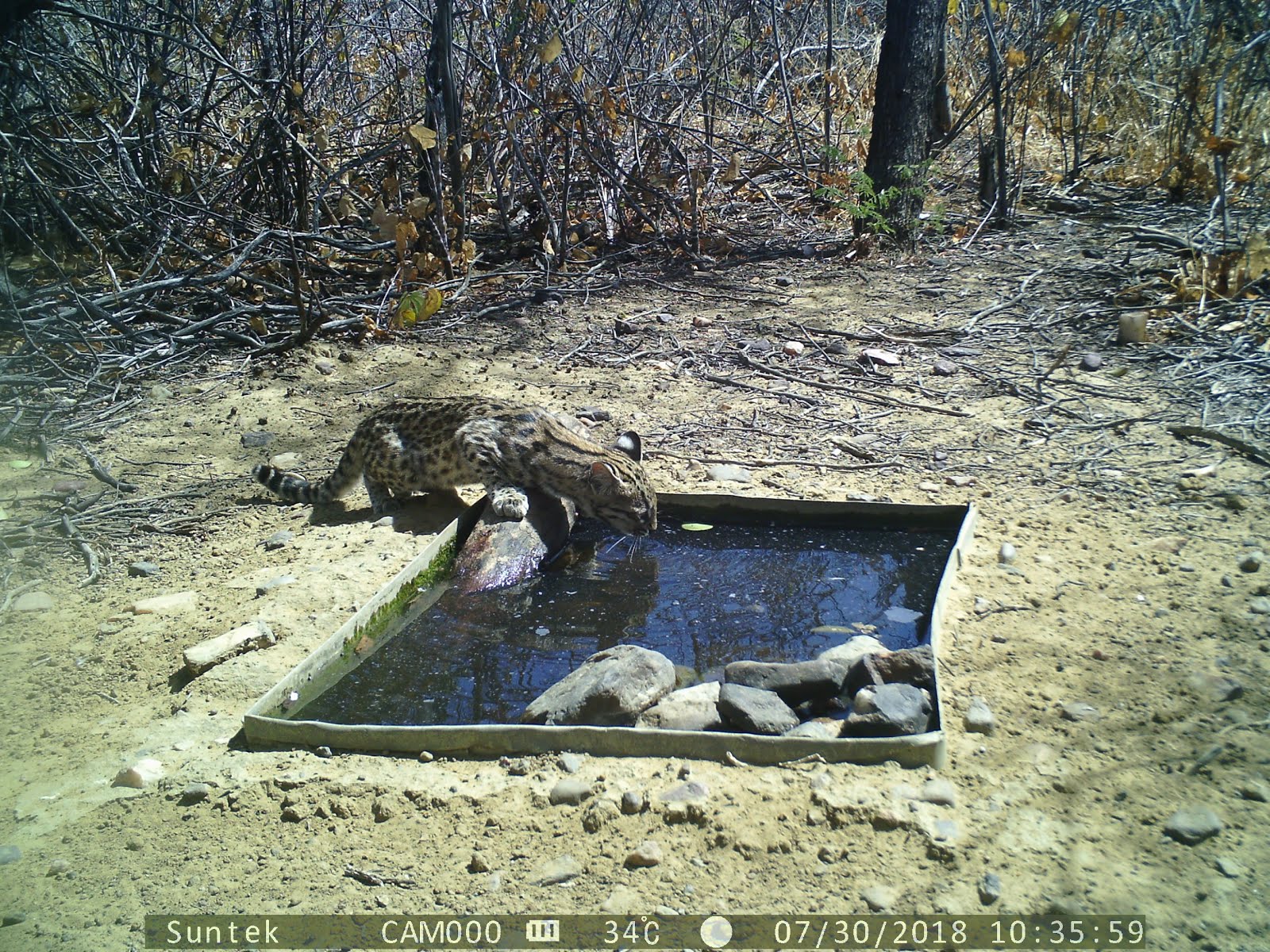 Gato pintado da caatinga