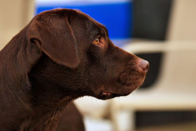Chocolate Labrador named Hershey