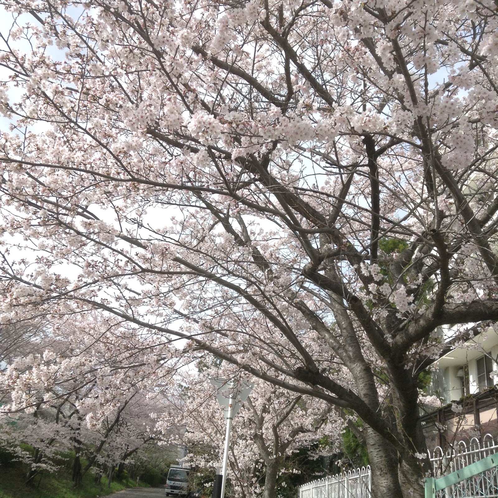 Osaka Sakura