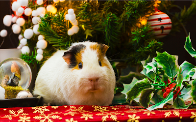 Mascotas navideñas en postales para compartir en Navidad