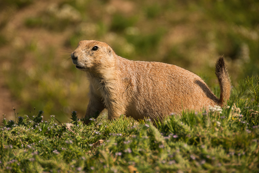 Fotografía de Naturaleza y Viajes Perritos de las Praderas Prairie Dogs Fotografía de Naturaleza y Viajes Perritos de las Praderas Prairie Dogs