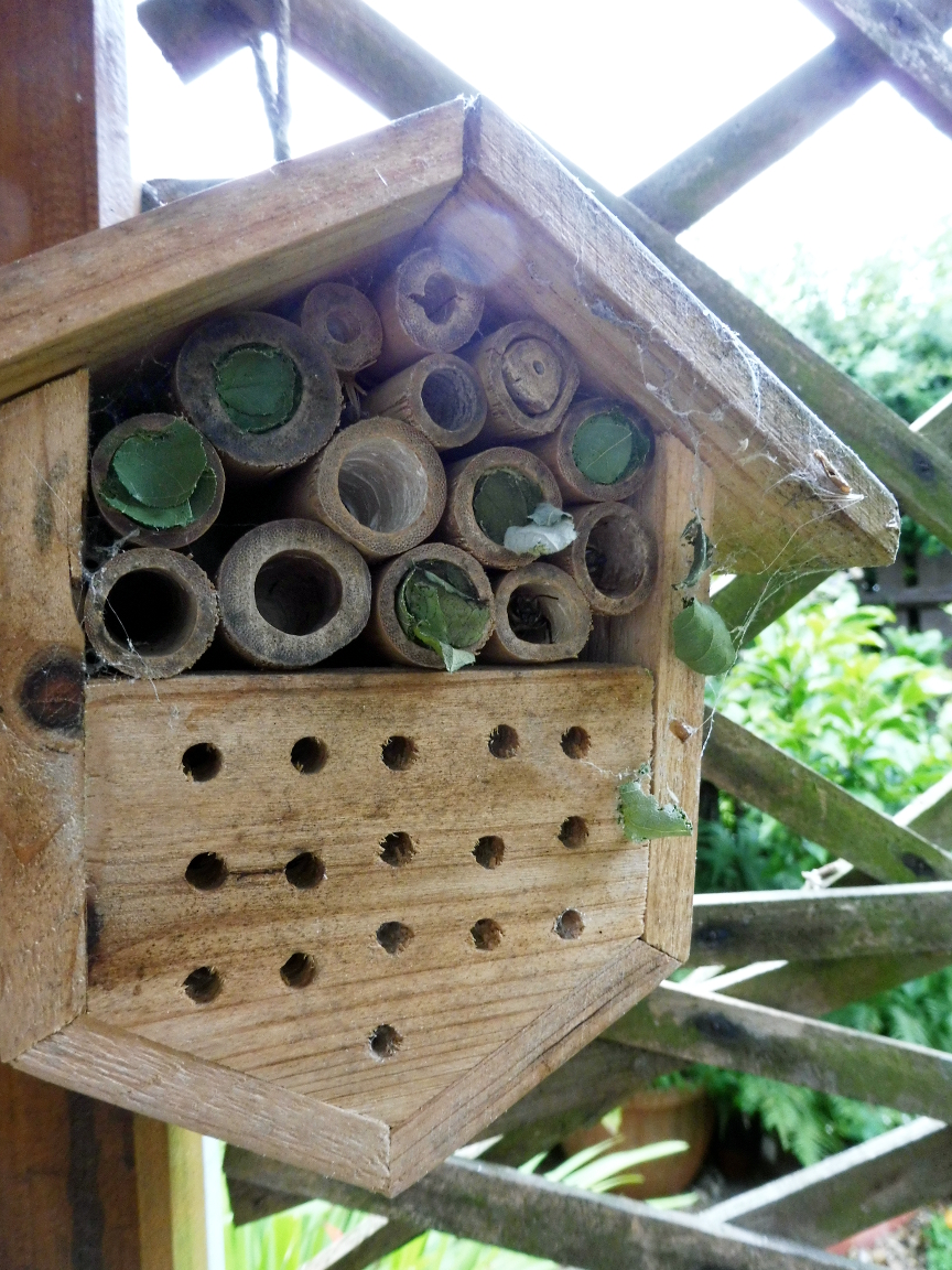 DIY Bee and Insect Hotel A Blackbird's Epiphany UK Women's Fitness
