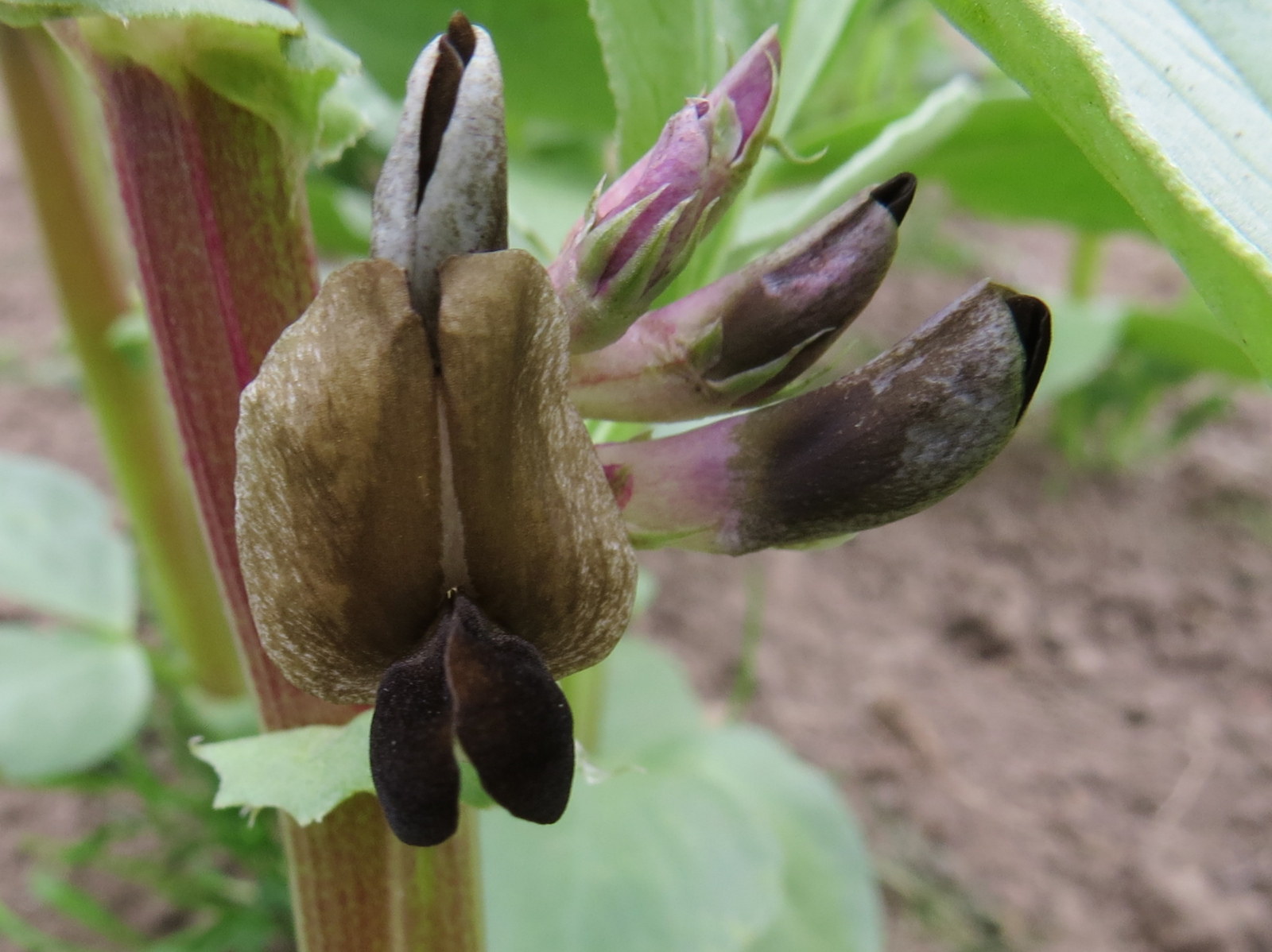 Growing Food, Saving Seeds Colourful Broad bean flowers