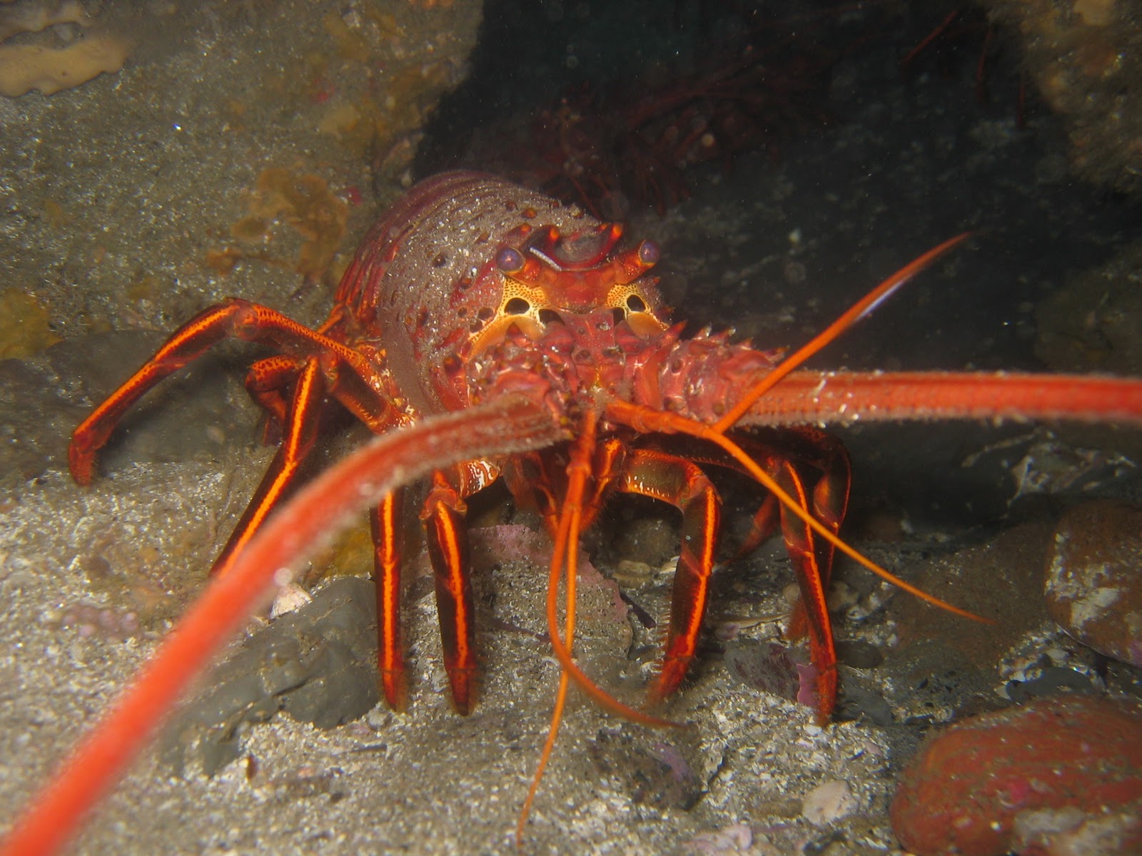 Lobster | The Life of Animals