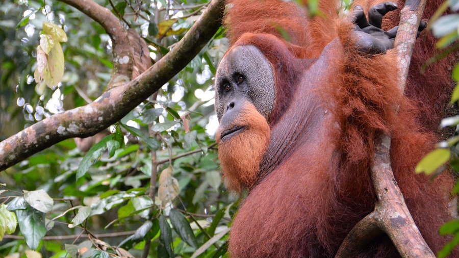 MALEZIJA IN SUMATRA 2017