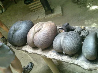 Seychelles Giant 66 Pound Sea Coconut