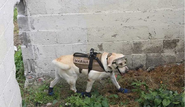 Conoce a “Frida”, la perra rescatista que ha logrado salvar 52 vidas Conoce a “Frida”, la perra rescatista que ha logrado salvar 52 vidas