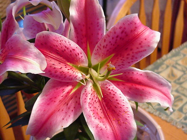 Flower Homes: Oriental Lily Flowers