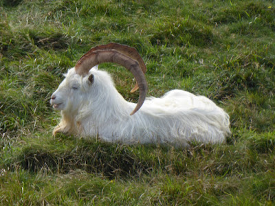 Kashmiri Goat