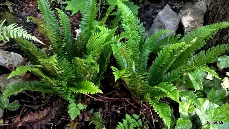 Paprocie Polystichum lonchitis