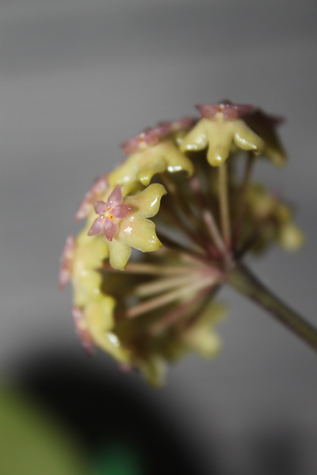 Hoyapassion Hoya vitellina. Hoya aff. stenophylla NS08030 = Hoya